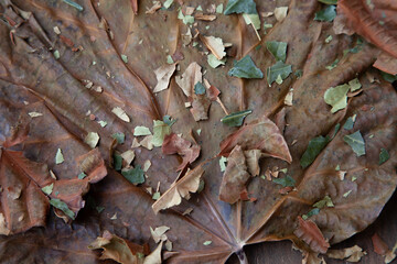 Colorful dry autumn leaves on top of wooden floor. Neutral colors brown, green, orange.