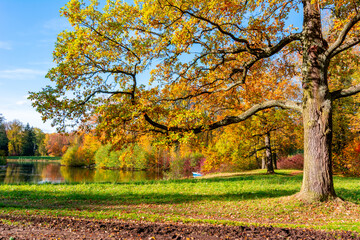 Oak tree in autumn foliage in Pavlovsky park, Pavlovsk, Saint Petersburg, Russia