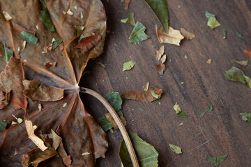 Colorful dry autumn leaves on top of wooden floor. Neutral colors brown, green, orange.