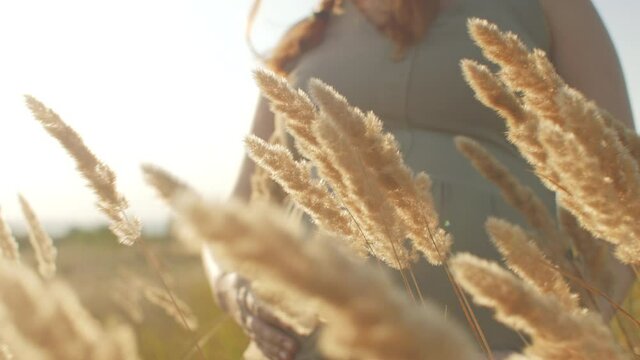 pregnant woman belly in field among golden dry fluffy grass at sunset, female hand touch baby, relaxation on nature, preparation for childbirth and happy motherhood