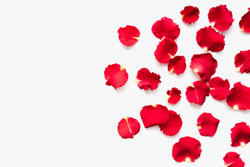Red petals on a white background. Rose petals.