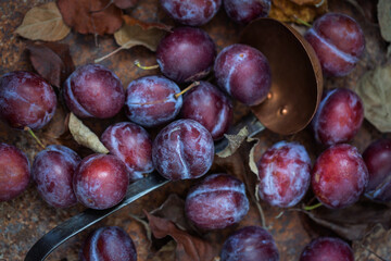 Ripe plums on an old rusty background, vintage