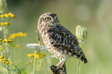 Cute Burrowing owl (Athene cunicularia) sitting on a branch. Burrowing Owl alert on post. Background with colorful flowers.
