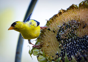 A male American Gold Finch perches on sunflower head while feeding on new seeds.