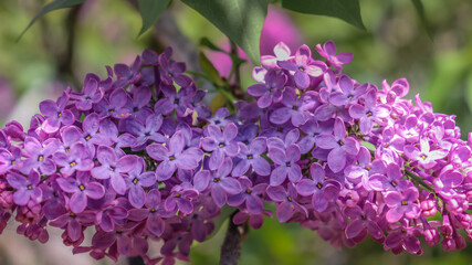 Beautiful purple lilac flower bloming in May
