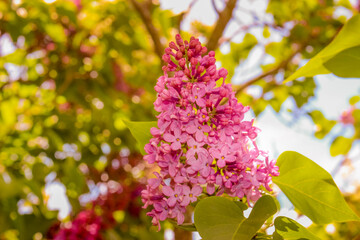 Beautiful purple lilac flower bloming in May