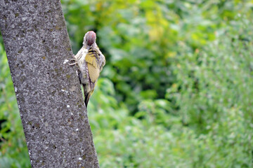 The juvenile European green woodpecker sitting on a concrete pylon and preening its ruffled...