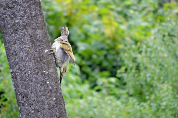 The juvenile European green woodpecker sitting on a concrete pylon and preening its ruffled...