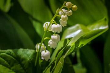 Obraz na płótnie Canvas Beautiful Lily of the valley flower blooming in Spring