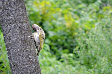 The juvenile European green woodpecker sitting on a concrete pylon and preening its ruffled...