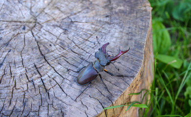 Rare european stag beetle (Lucanus cervus) with broken horn on wooden background. View from above