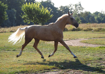 The warmblood palomino mare  trots on a meadow