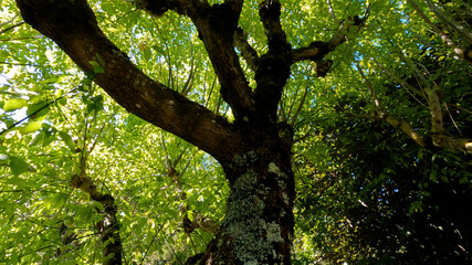 Fototapeta na wymiar natureza - árvores - céu 