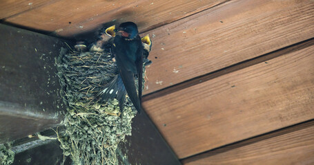 Barn Swallow Feeding Babies: An adult barn swallow bird feeding two hungry baby barn swallows in a mud bird next in the eve of a picnic shelter