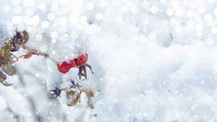 Naklejka na ściany i meble Christmas background with snow-covered rosehip berries. New Year's Winter art design