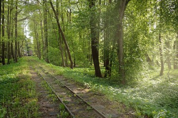 Narrow-gauge railway in a deciduous forest (public park). Idyllic summer landscape. Ventspils,...