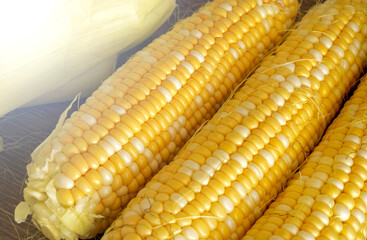 fresh corn cobs close-up.  Food background
