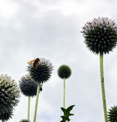 Bunch of round circular shape Echinops spaerocephalus blooming plants in a green surrounded during summer and bee sitting on one of them