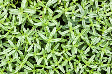 Savory aromatic green sage plant leaves growing in the garden in summer, Green pattern in nature background, Nature wallpaper