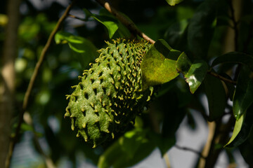 Soursop
