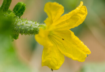 cucumber with yellow flower