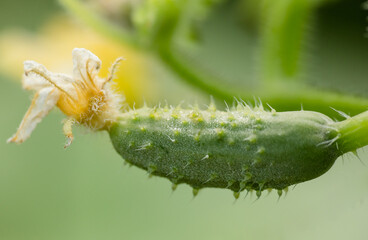 close up of cucumber