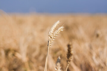 Fototapeta premium Agricultural field. Ripe ears of wheat on a sunny day. The concept of a rich harvest.