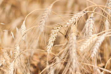 Agricultural field. Ripe ears of wheat on a sunny day. The concept of a rich harvest.