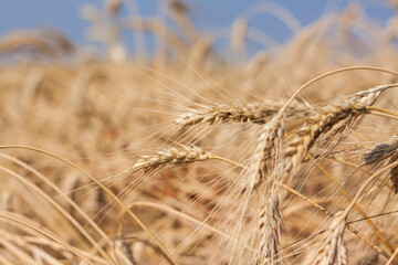 Agricultural field. Ripe ears of wheat on a sunny day. The concept of a rich harvest.