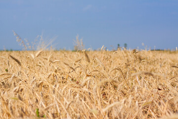 Fototapeta na wymiar Agricultural field. Ripe ears of wheat on a sunny day. The concept of a rich harvest.