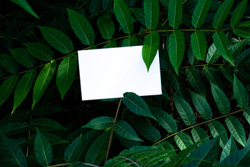 Invitation card, business card, greeting card mockup. Blank white card framed by thick vegetation...