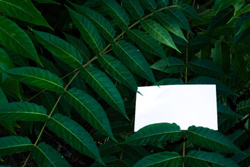 Invitation card, business card, greeting card mockup. Blank white card framed by thick vegetation in the sunlight. Environment and luxuriant nature concept