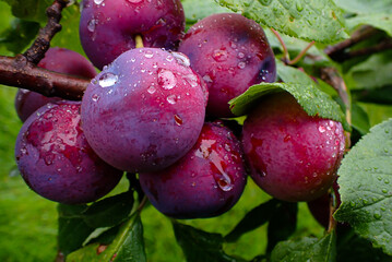 Ripe plums on a tree branch with rain drops