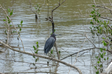 Belle aigrette bleue perchée au-dessus de l'eau - Guyane française