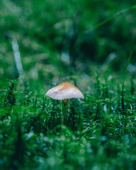 mushroom in the forest