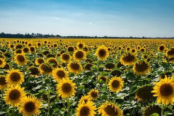 Feld mit Sonnenblumen