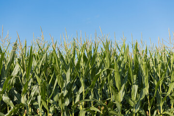 Wall with corn tops and blue sky