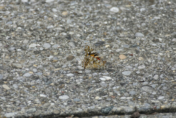Painted Lady (Vanessa Cardui) Butterfly sitting on stone in Zurich, Switzerland.