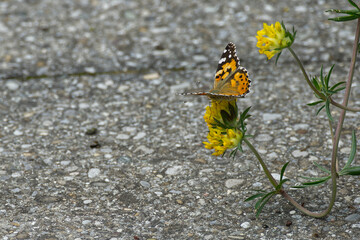 Painted Lady (Vanessa Cardui) Butterfly perched on yellow flower in Zurich, Switzerland.