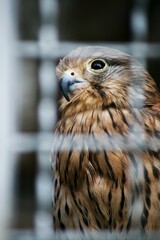 A peregrine falcon caged in a zoo at daylight