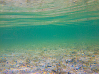 Tropical Salt water fish swim in the shallow waters off the Florida Keys in the Gulf of Mexico