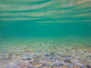 Tropical Salt water fish swim in the shallow waters off the Florida Keys in the Gulf of Mexico