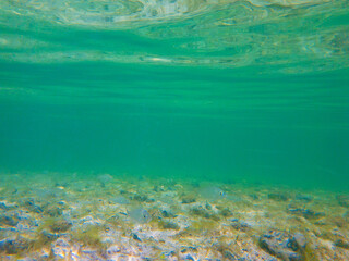 Tropical Salt water fish swim in the shallow waters off the Florida Keys in the Gulf of Mexico