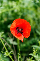 Red poppy flower on the green meadow