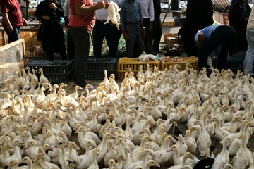 A duckling being taken away for being sold in a meat market