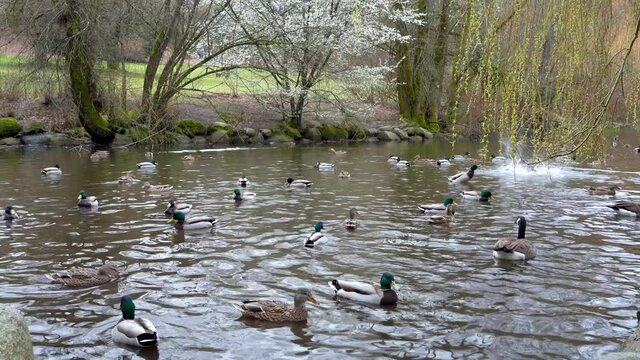 The Duck Pond in cherry blossom spring time season. Queen Elizabeth Park, Vancouver.