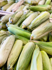 Corn on the cob for sale in farmers market