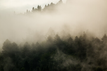 Krajobraz leśny wierzchołki drzew las we mgle 

