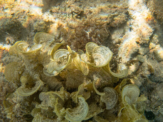 Sea life on the bottom of the ocean in the Florida Keys