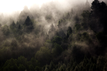 Krajobraz leśny wierzchołki drzew las we mgle panorama © Monika
